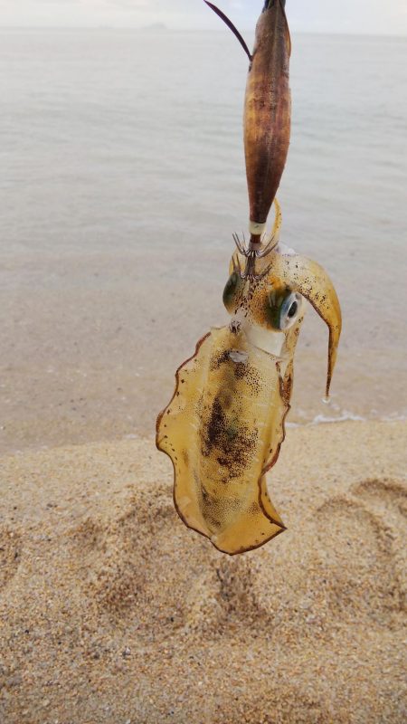 午後からエギング